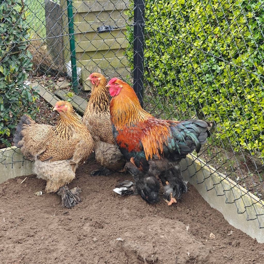 Brahma haan, Dieren en Toebehoren, Pluimvee