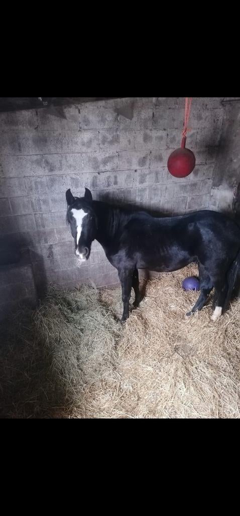 Cheval à vendre à contre cœur, Enlèvement