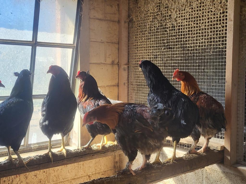 Hanen marans en Auraucana, Dieren en Toebehoren, Pluimvee, Mannelijk, Kip