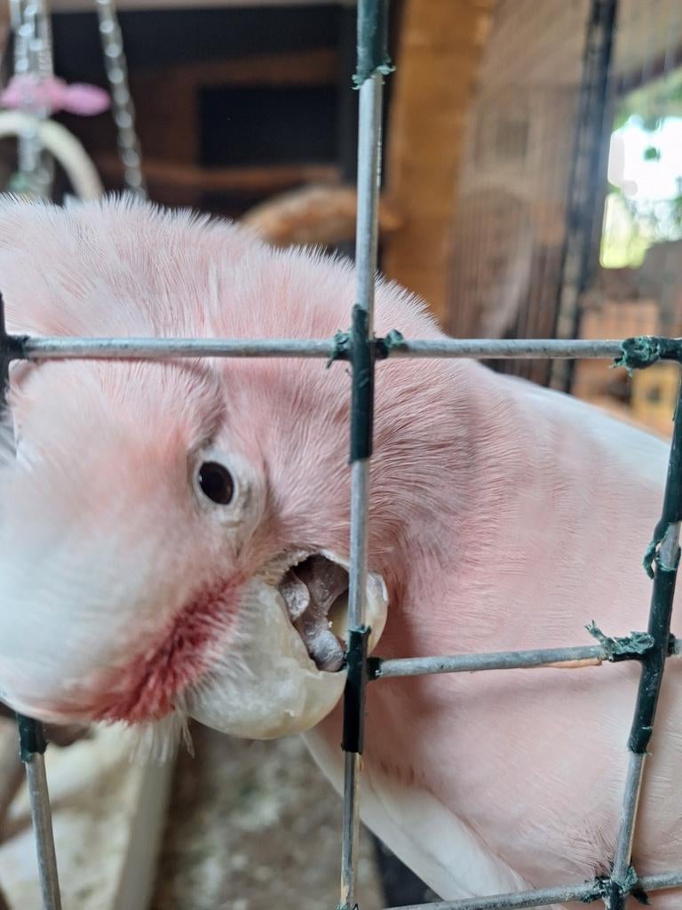 Cacatoes inka, Animaux & Accessoires, Oiseaux | Perruches & Perroquets, Mâle, Perroquet, Bagué