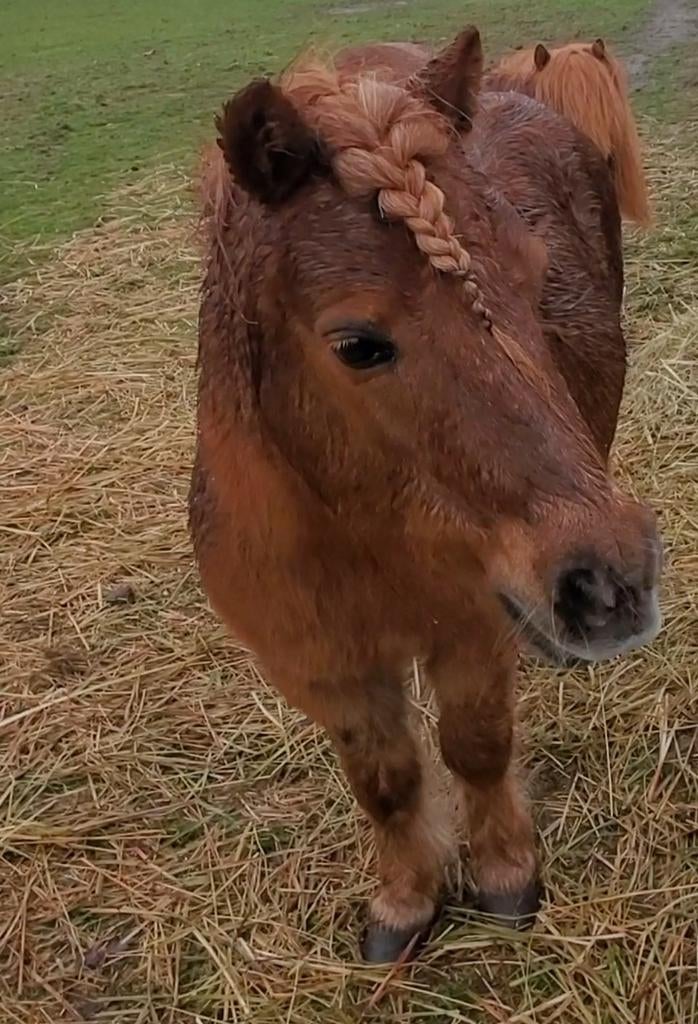 4 ever home gezocht voor leuke shetlander pony., Dieren en Toebehoren, Merrie, A pony (tot 1.17m), 11 jaar of ouder, Recreatiepony