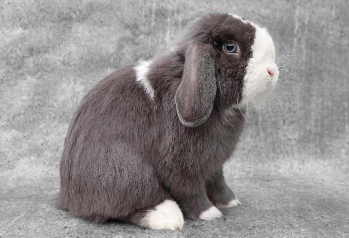 Prachtige & onwijs lieve Hangoordwerg ram - Mickey, Dieren en Toebehoren, Konijnen, Mannelijk, Dwerg, Hangoor, 0 tot 2 jaar