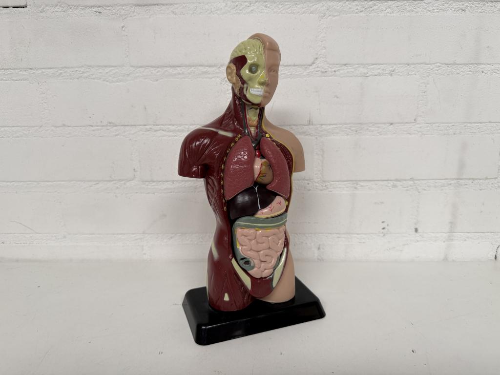 Anatomisch Model