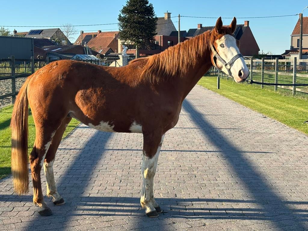 3 jarige Utamaro ruin, Hongre, Avec pedigree, 3 à 6 ans, Non dressé