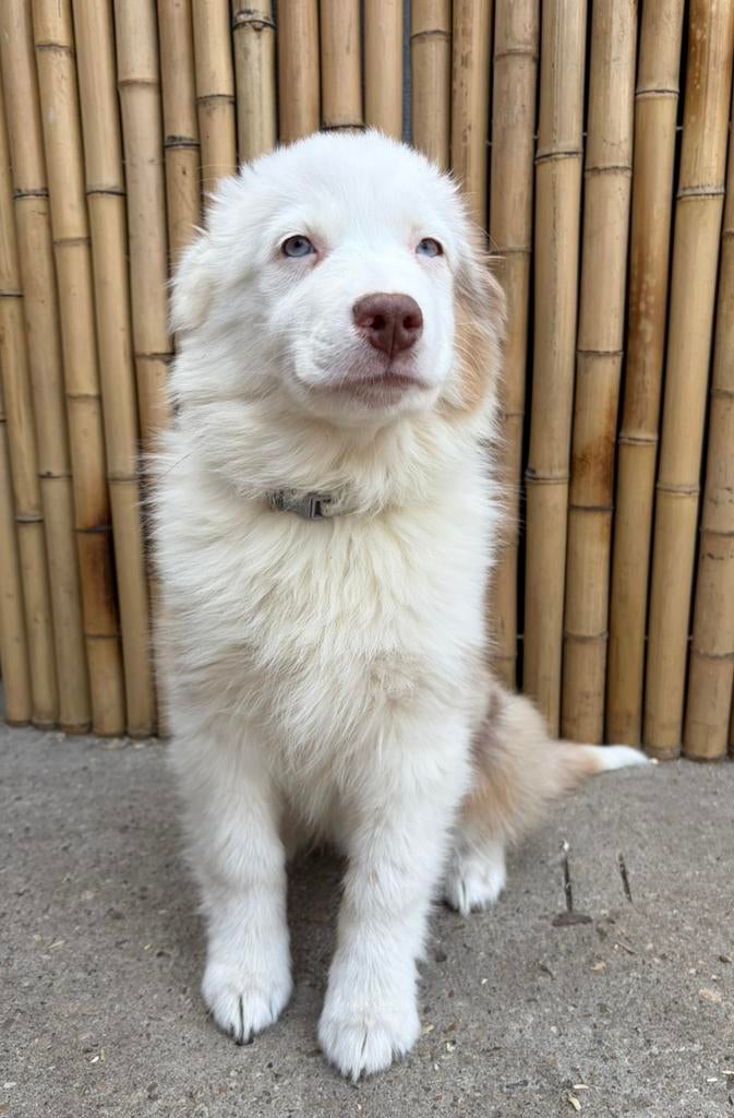 Belles filles bergères australiennes, Animaux & Accessoires, Plusieurs, Belgique, Berger, Plusieurs animaux