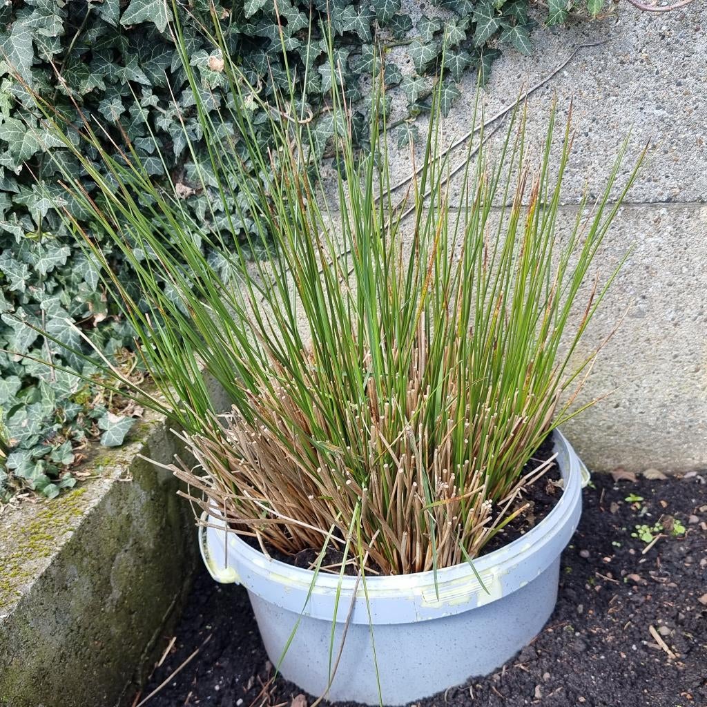 Grote meerjarige tuinplant Juncus effusus in grote kweekpot, Ophalen of Verzenden, Vaste plant