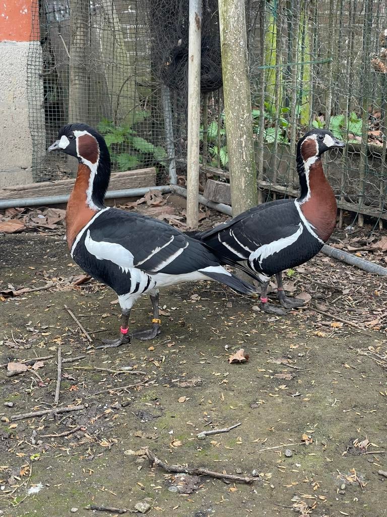 Kweekkoppel roodhalsgans