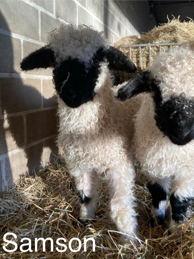 Samson van ‘t Graanhof, ramlam, Walliser Schwarznase, Mannelijk, Schaap, 0 tot 2 jaar