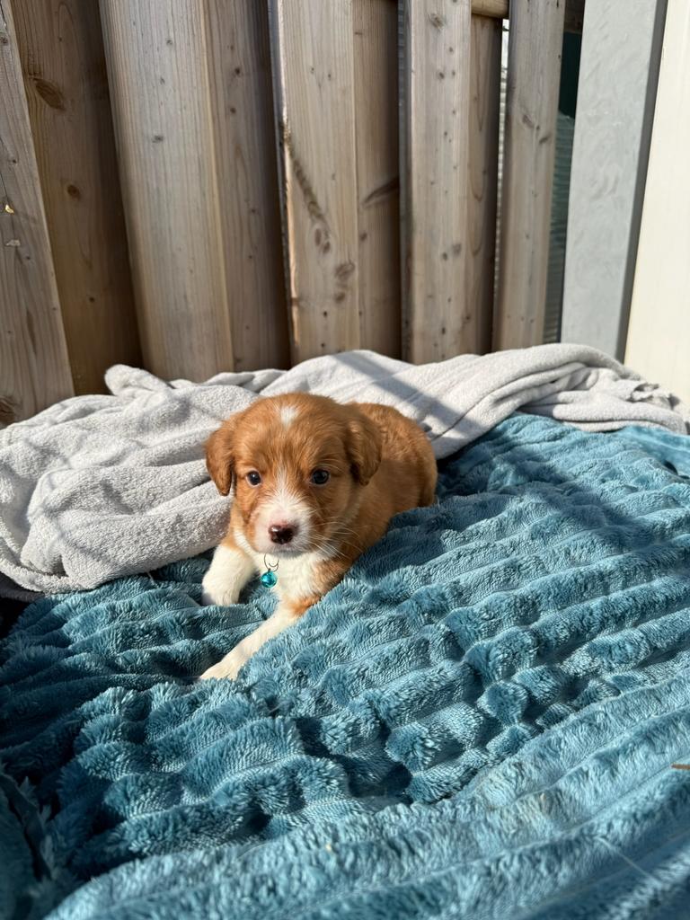 Nova scotia duck tolling retriever (toller) pups, Dieren en Toebehoren, Honden | Retrievers, Spaniëls en Waterhonden, Parvo, België