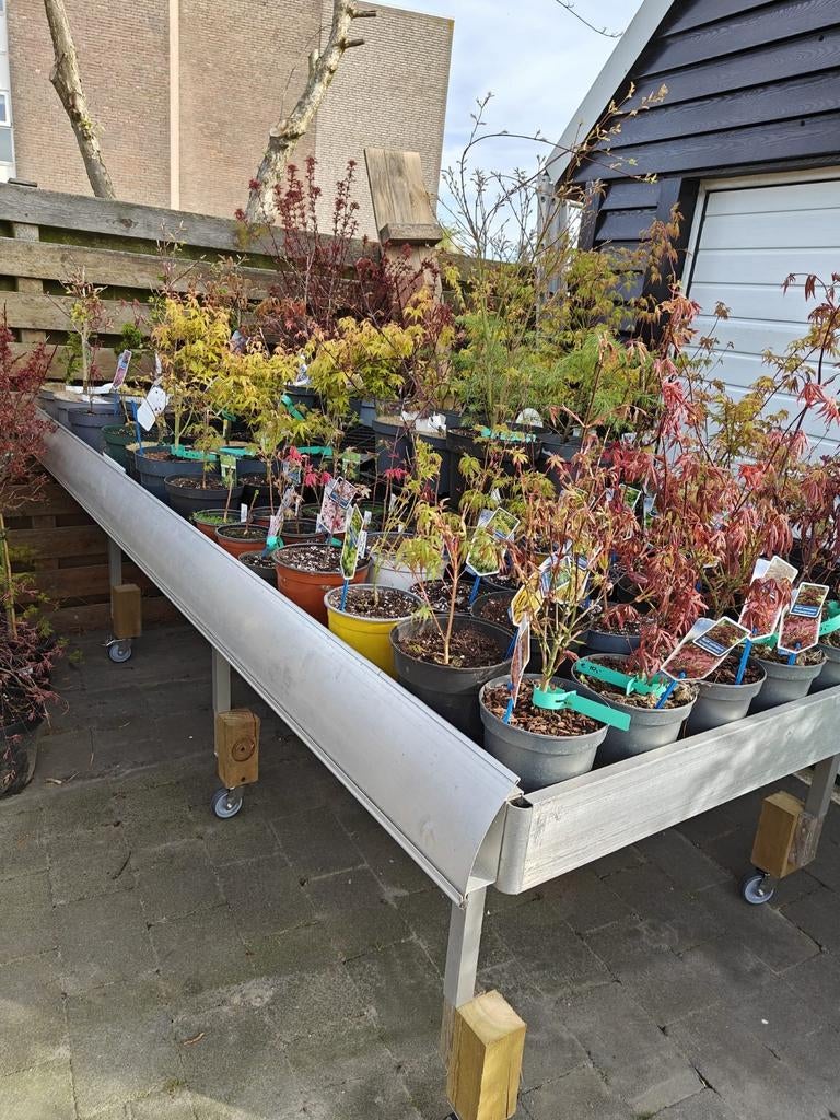 Japanse esdoorn, acer palmatum boom te koop, Tuin en Terras, Planten | Bomen, Ophalen