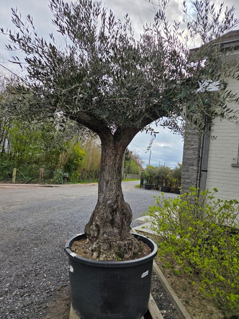 Olijfboom Olea Europaea mooi vertakt, Tuin en Terras, Planten | Bomen, Ophalen, Olijfboom