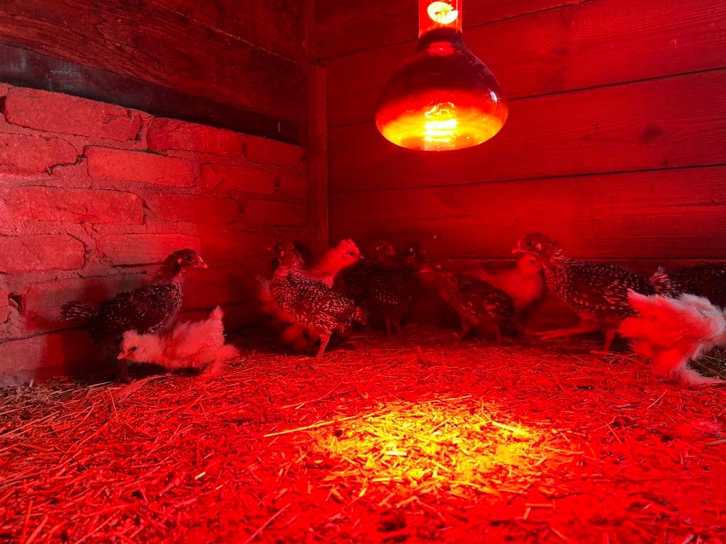 Kuikens te koop van Zilverbrakel en Zijdehoen win, Enlèvement, Comme neuf