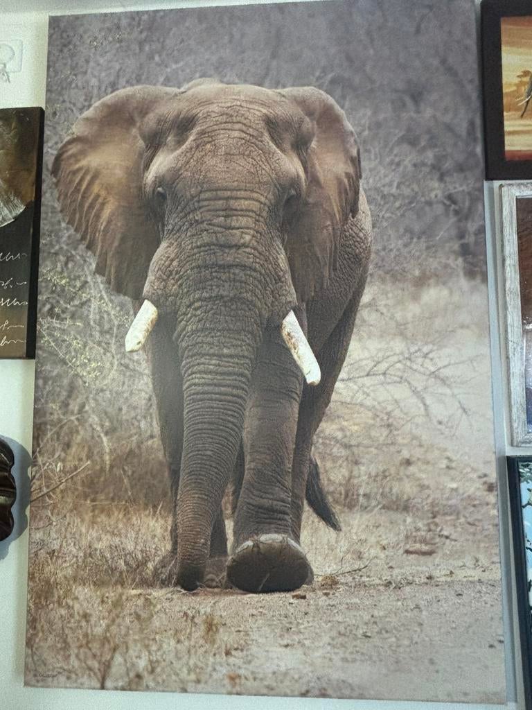 Doek met olifant erop, Ophalen