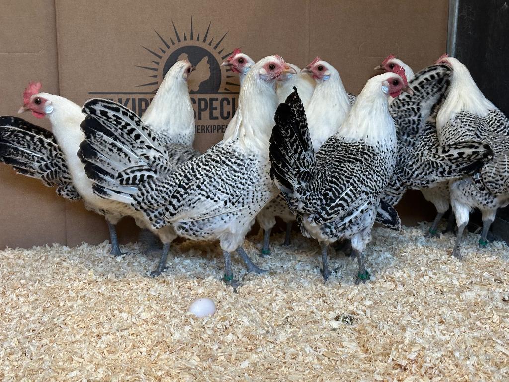 Jonge tamme Friese Hoen kippen gesekst & ingeënt, Dieren en Toebehoren, Vrouwelijk, Kip