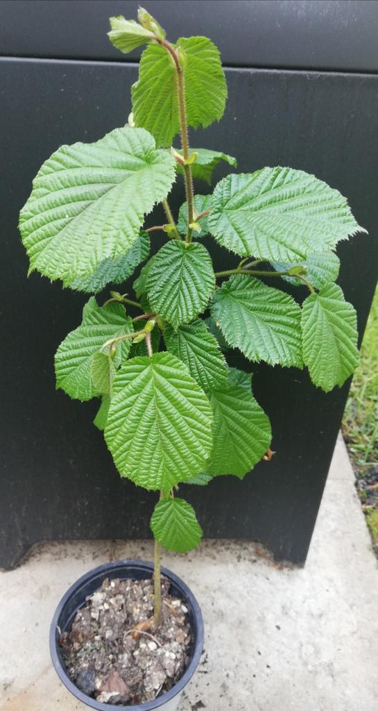 Echange ou vend charme 54 cm, Jardin & Terrasse, Enlèvement