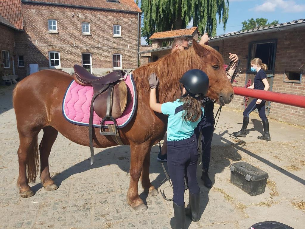 Cheval ou poney recherché, Enlèvement ou Envoi