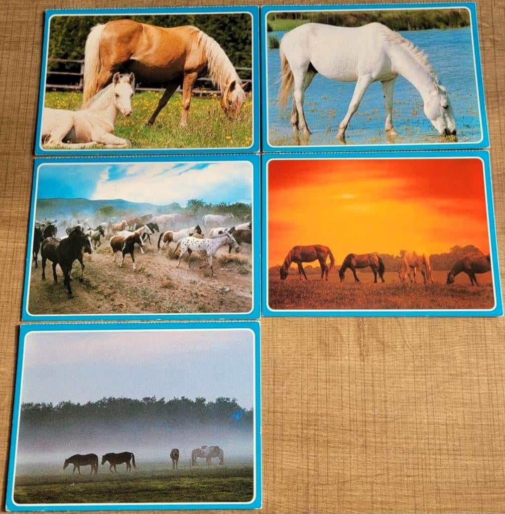5 postkaarten: paarden, Collections, Cartes postales | Animaux, Enlèvement ou Envoi, 1980 à nos jours, Non affranchie, Cheval