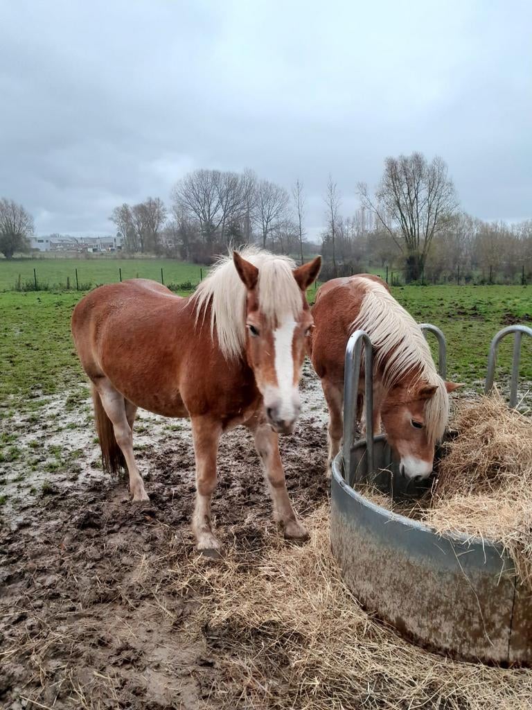 2 haflingers merries +tuigen, Dieren en Toebehoren