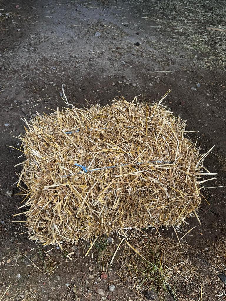 Kleine balen stro, Enlèvement, Bétail