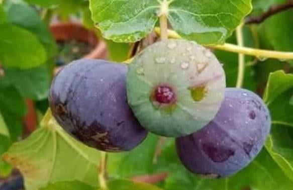 Figuier, Ophalen, Vijgenboom