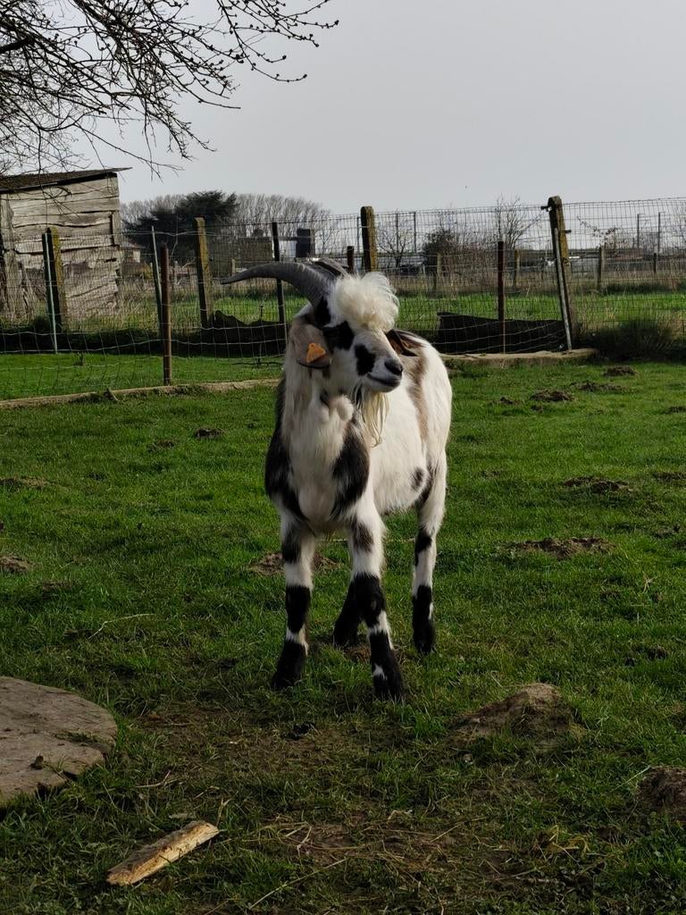 Bouc anglonubien croisé, Animaux & Accessoires, Moutons, Chèvres & Cochons, Mâle, Chèvre, 0 à 2 ans
