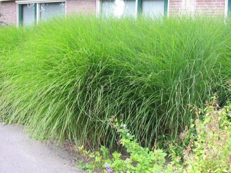 Miscanthus Gracillimus, Ophalen