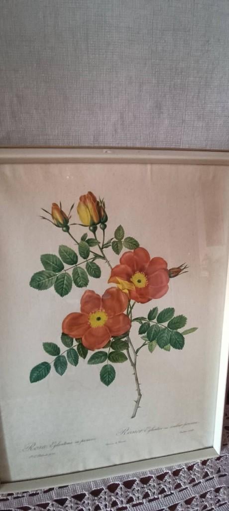 Tableau P.J.Redouté, Ophalen