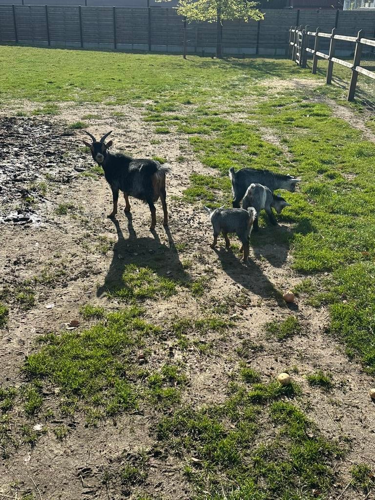 Dwerggeit mieke met 2 miekes en 1 bokje, Femelle, Chèvre, 0 à 2 ans