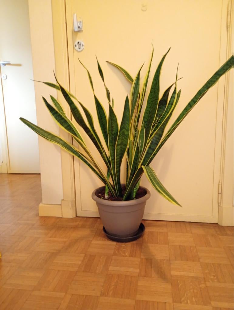 Grand sanseveria, Maison & Meubles, Plantes d'intérieur, 100 à 150 cm, Enlèvement