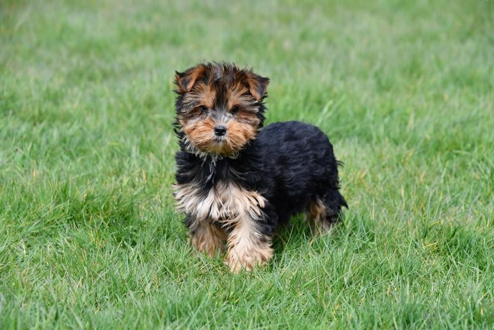 Yorkshire Terriër pup te koop (reutje), Dieren en Toebehoren, Yorkshire Terriër, 15 weken tot 1 jaar, Reu, Buitenland