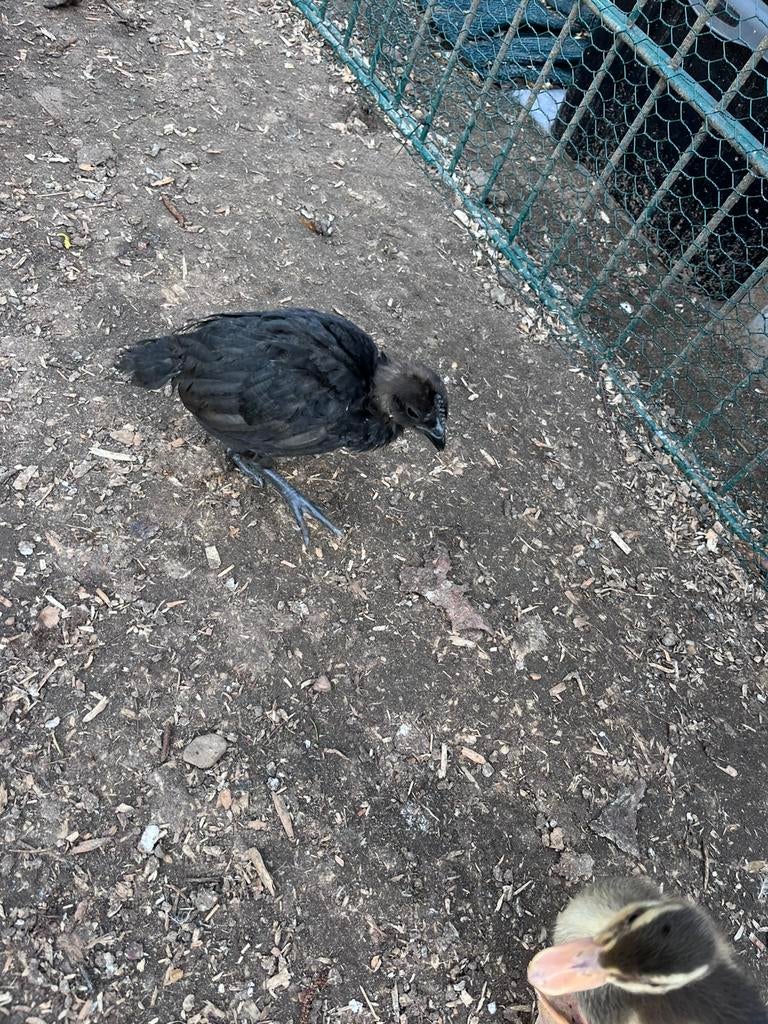 Kuikens van 5 weken oud, Dieren en Toebehoren, Pluimvee