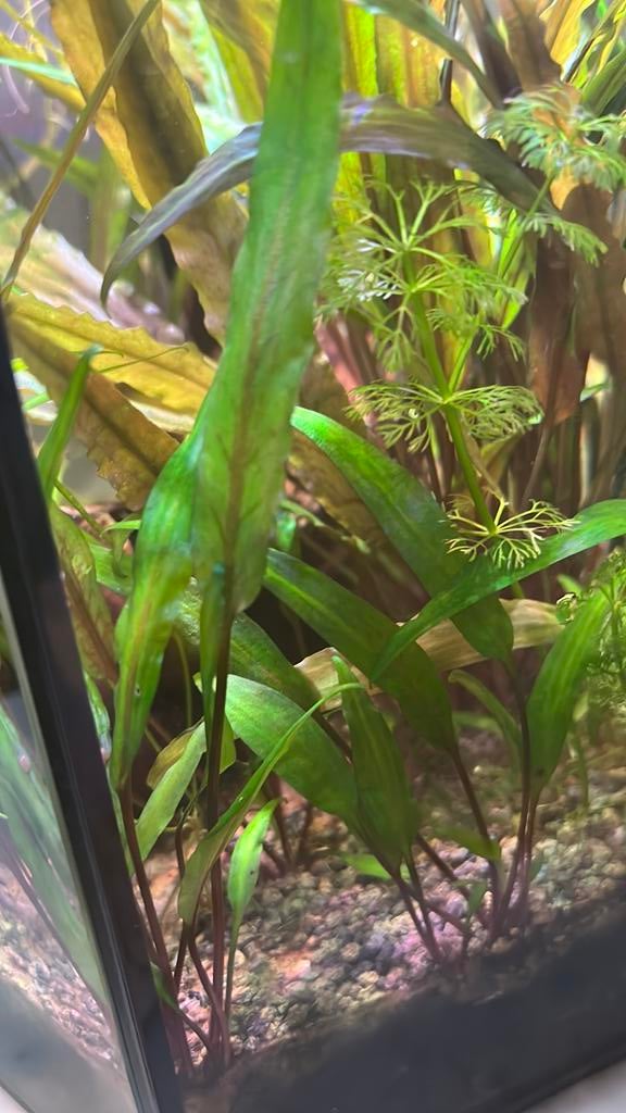 Cryptocoryne (5 voor €2), Dieren en Toebehoren, Ophalen, Nieuw, Plant(en), Steen of Hout