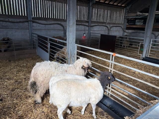 Fenêtres d'élevage Dorper et Walliser, Animaux & Accessoires, Moutons, Chèvres & Cochons, Mouton, Mâle, 0 à 2 ans