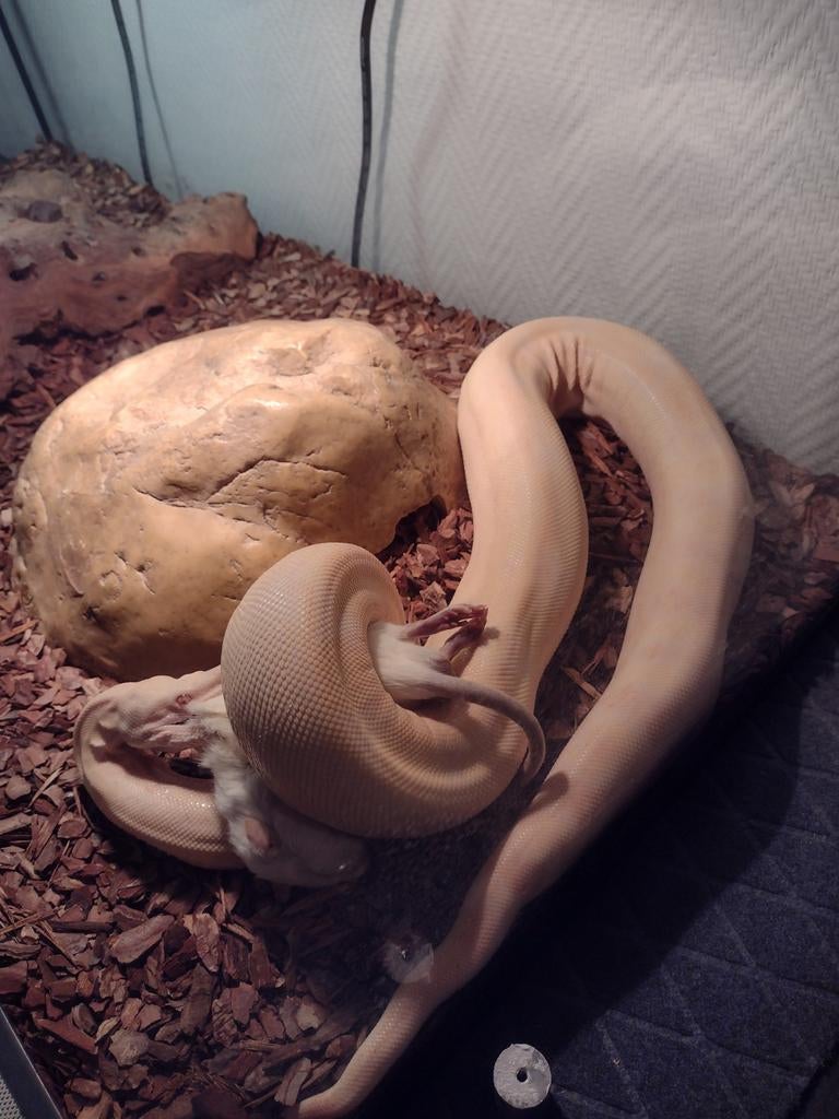 Boa met terrarium compleet, Dieren en Toebehoren, Reptielen en Amfibieën