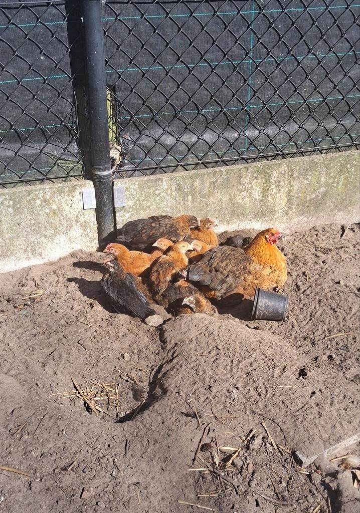 Moederkloek met 11 kuikens, natuurbroed, Dieren en Toebehoren, Pluimvee