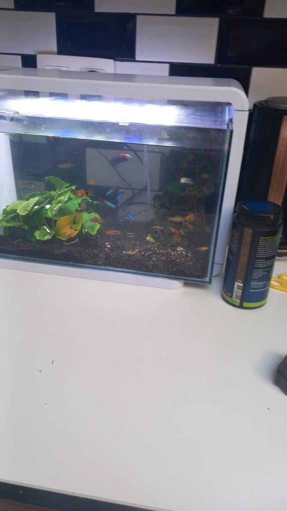 Aquarium, Enlèvement