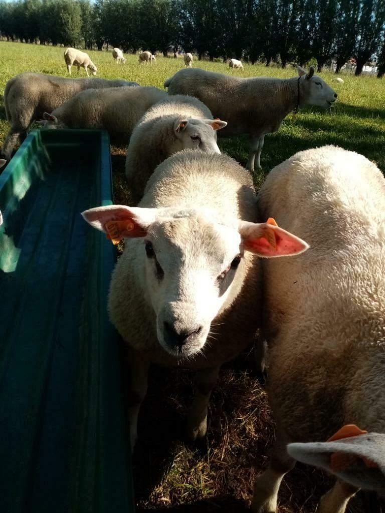 Mooie texel ram en ooilammeren te koop., Dieren en Toebehoren, Meerdere dieren, Schaap, 0 tot 2 jaar