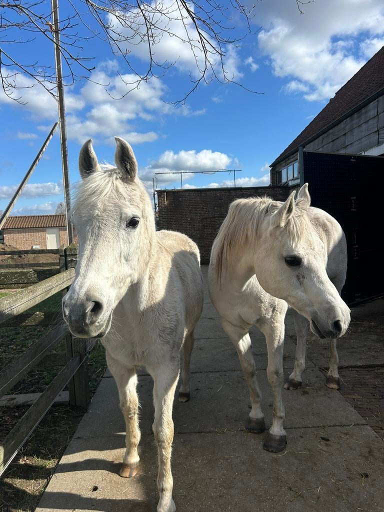 Verzorgpaard / Halve Stal Gezocht, Animaux & Accessoires, Chevaux, Plusieurs animaux, Ne s'applique pas, 165 à 170 cm, 11 ans ou plus