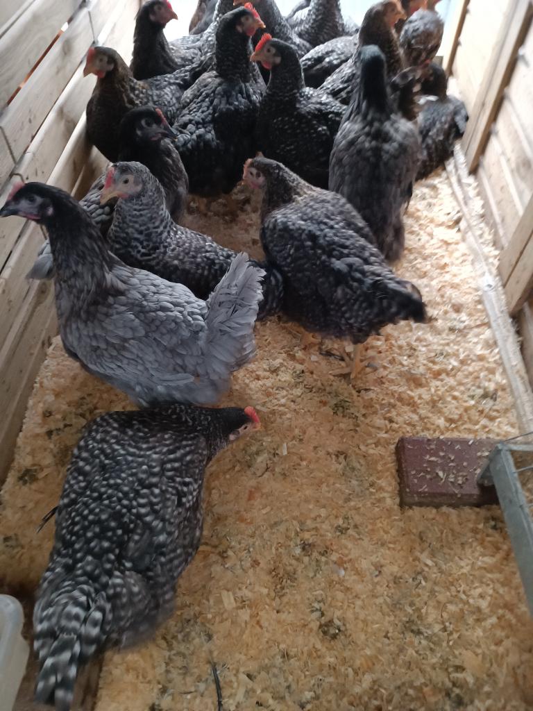 poulets gris bleu de landes et coucou hollandais 0499/082381, Femelle, Poule ou poulet