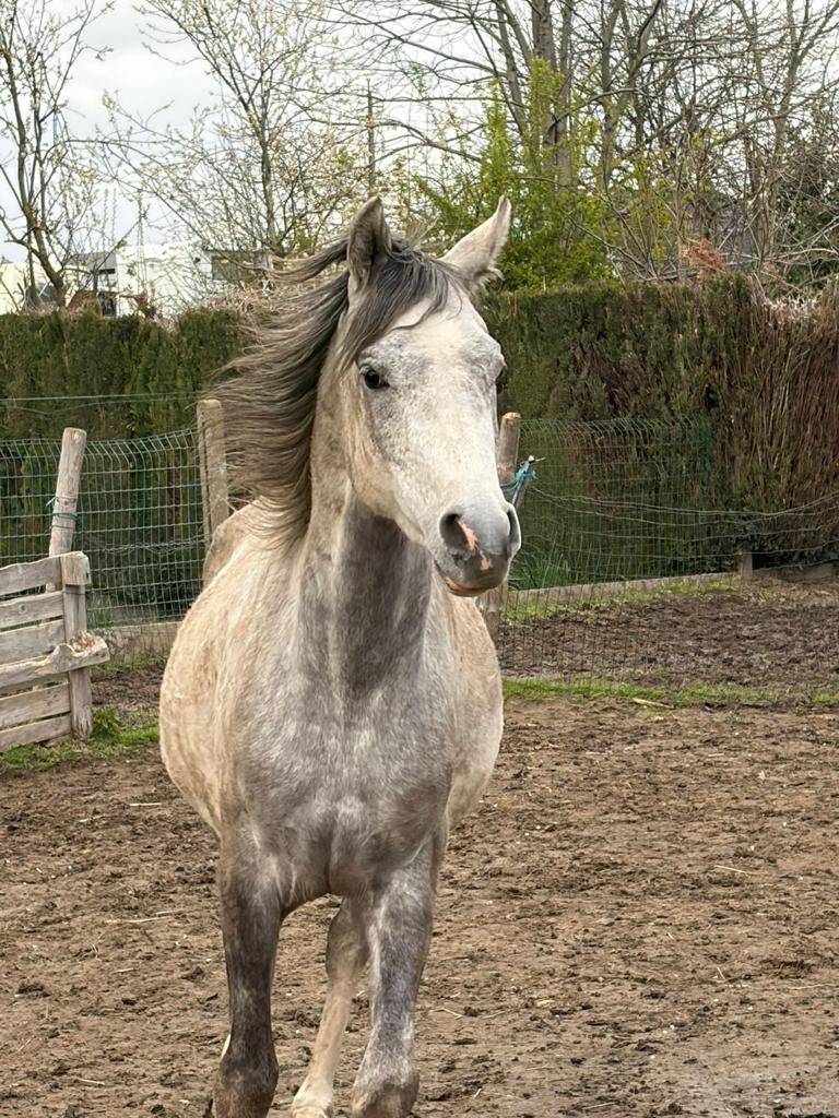 Poulain PSA 3 ans, Étalon, Avec pedigree