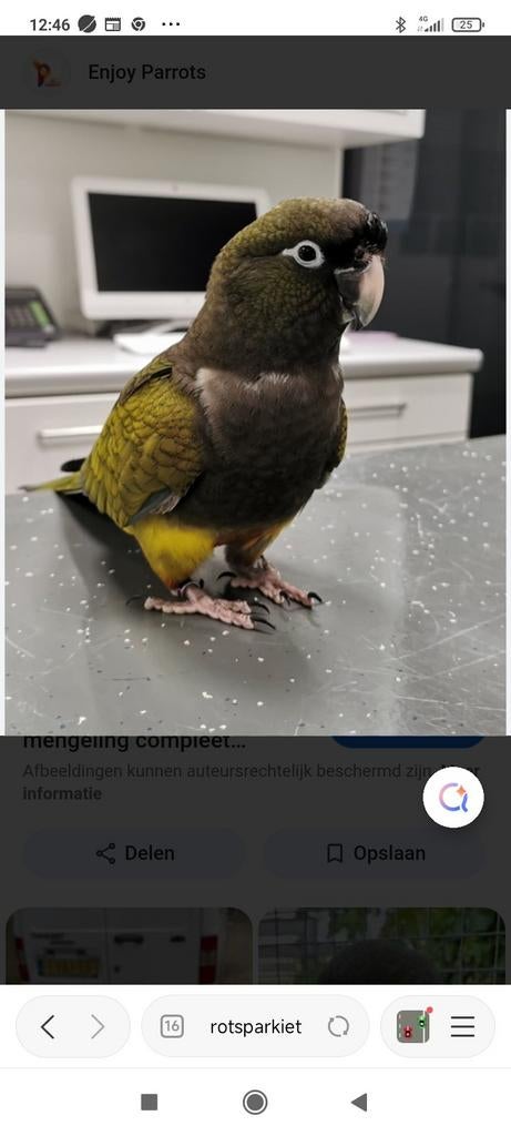 patagonische rotsparkiet: gevraagd, Dieren en Toebehoren, Vermiste en Gevonden Dieren, Vogel