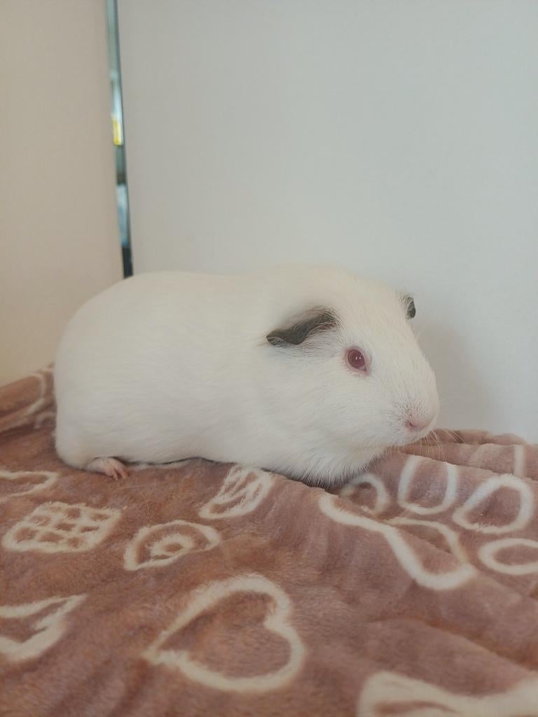 Gladhaar cavia zeug, Animaux & Accessoires, Rongeurs, Femelle, Cobaye, Septembre, Domestique