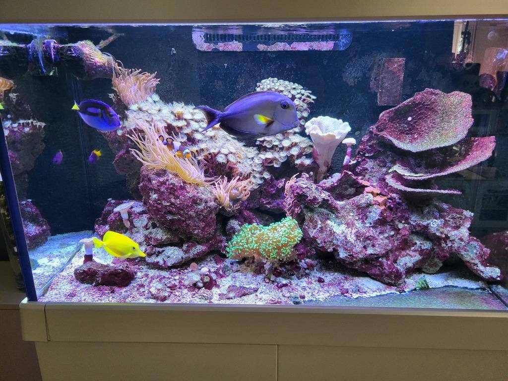 aquarium eau de mer récifal complet, Enlèvement, Utilisé, Aquarium d'eau de mer rempli