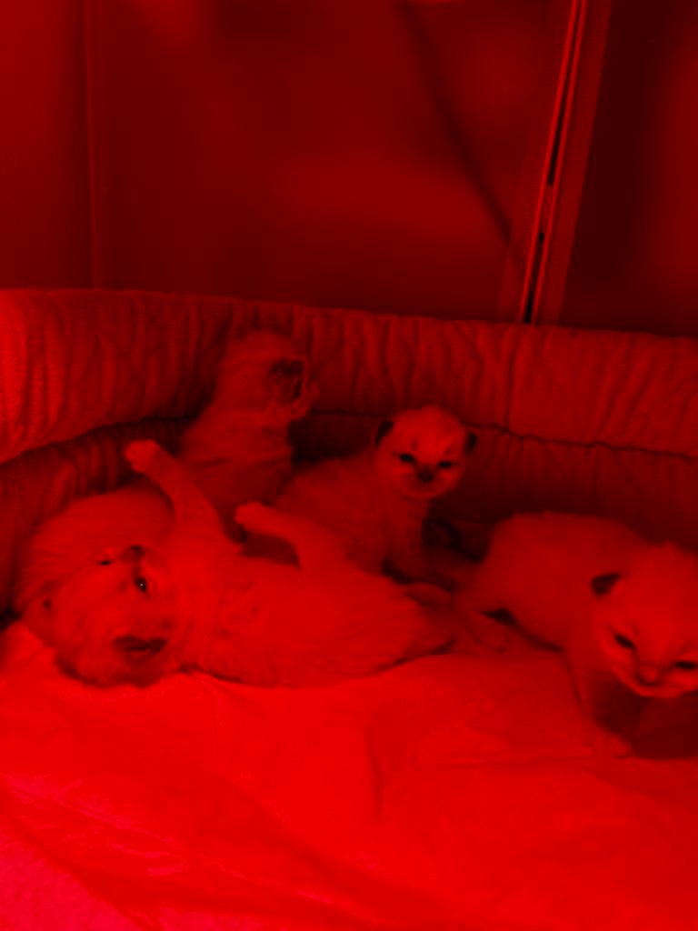 Ragdoll kittens, Dieren en Toebehoren, Katten en Kittens | Raskatten | Langhaar, Meerdere dieren, Gechipt, 0 tot 2 jaar