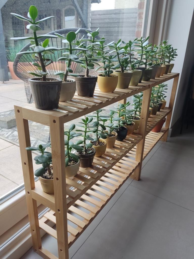 Crassula ovata plantjes jadeplant geldboom, Huis en Inrichting, Ophalen