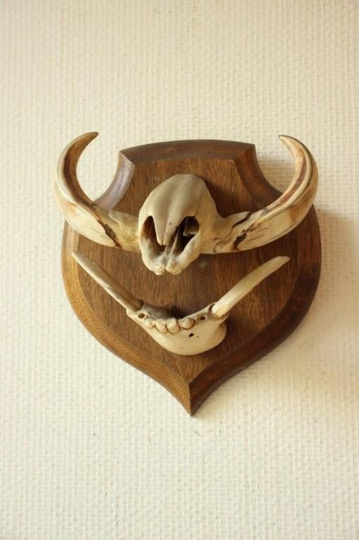 Taxidermie Afrikaans wrattenzwijn tanden, Ophalen of Verzenden