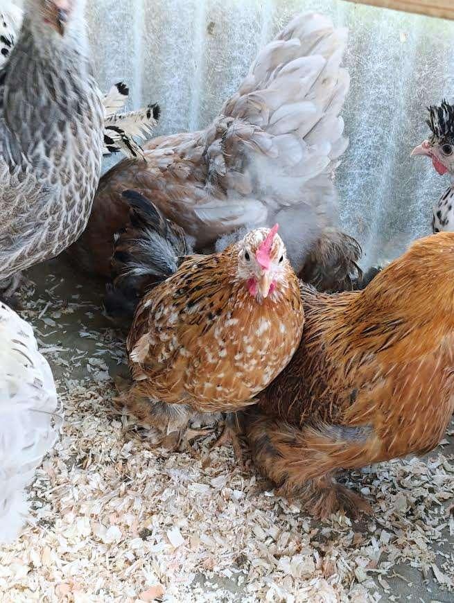 PLUIMVEE BART / cochin krielen vele kleuren 0499/082381, Dieren en Toebehoren, Pluimvee, Vrouwelijk, Kip