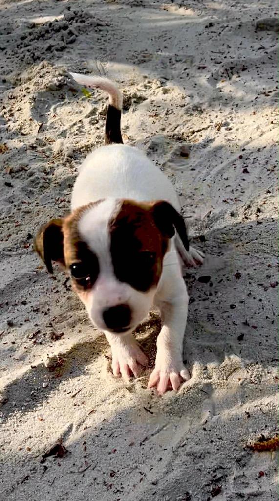 Mini Jack Russel pups kortpotige, Dieren en Toebehoren, Honden | Jack Russells en Terriërs, Meerdere dieren, Jack Russell Terriër
