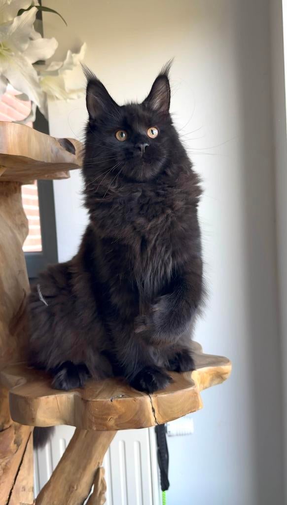 Maine Coon kitten, Dieren en Toebehoren, Katten en Kittens | Raskatten | Langhaar, Poes, Met stamboom, 0 tot 2 jaar