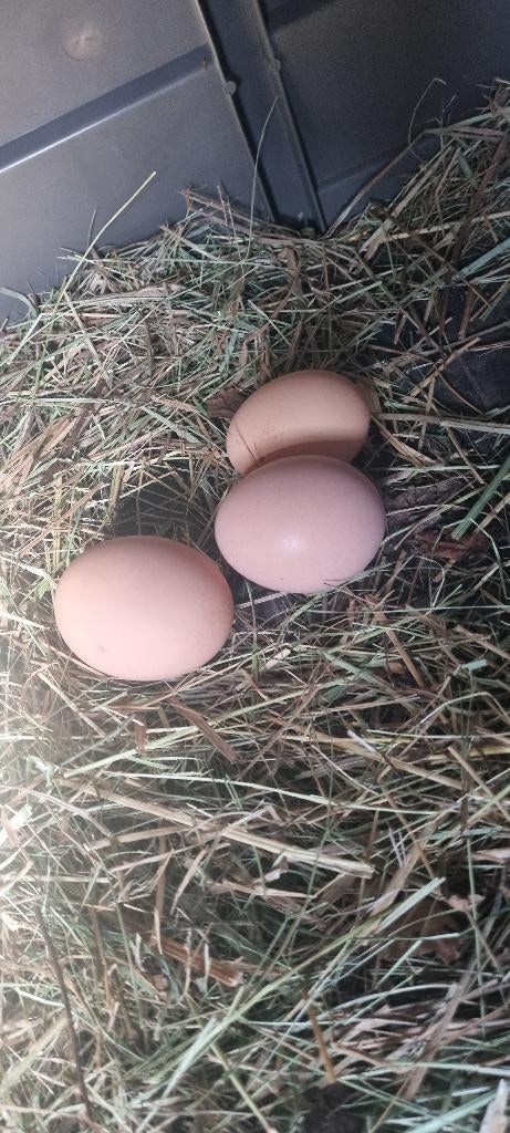 Sussex broedeieren €1,-, Sexe inconnu, Poule ou poulet